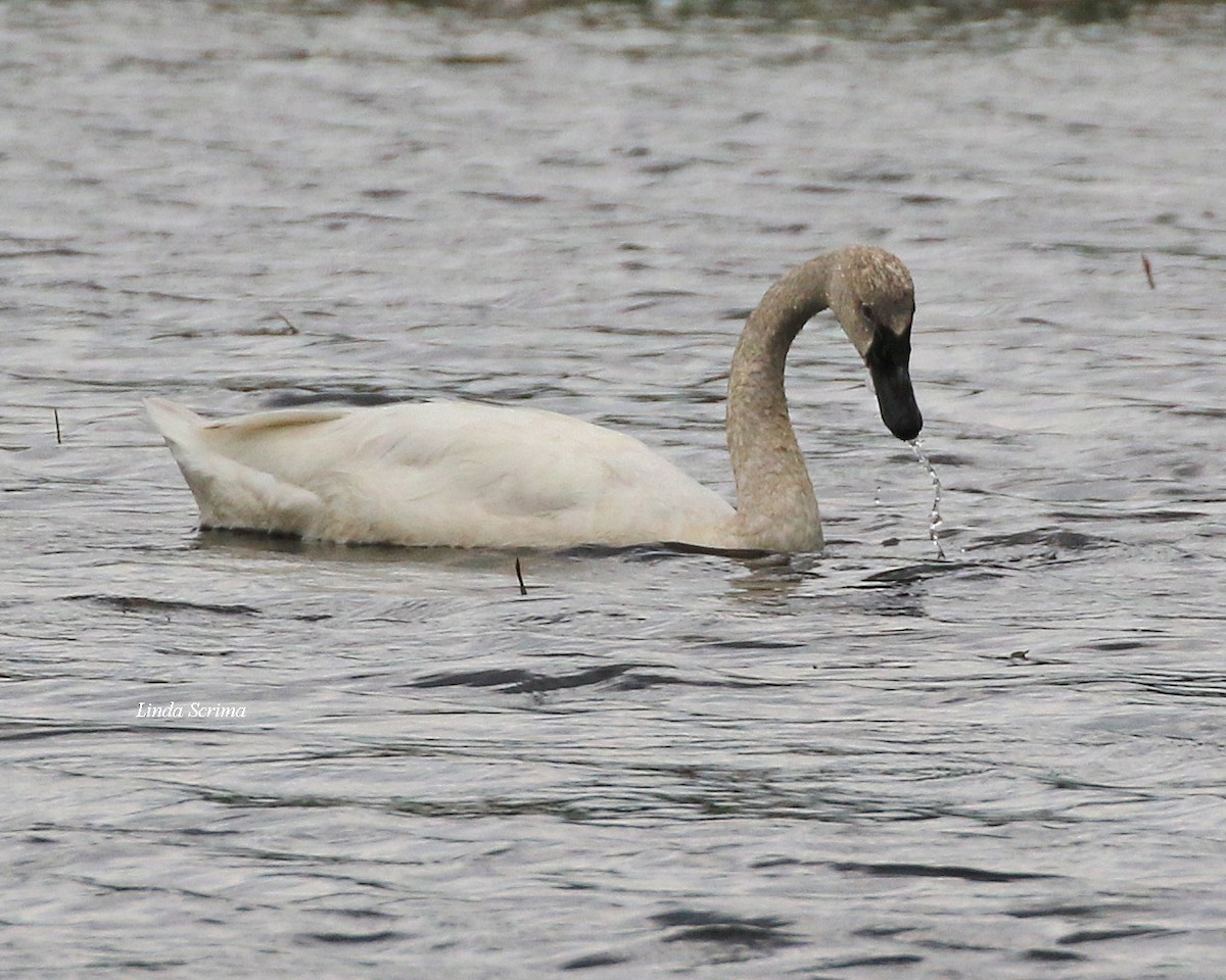 Tundra Swan - ML99471771