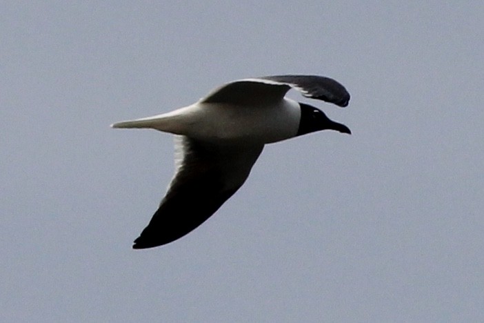 Laughing Gull - Sequoia Wrens