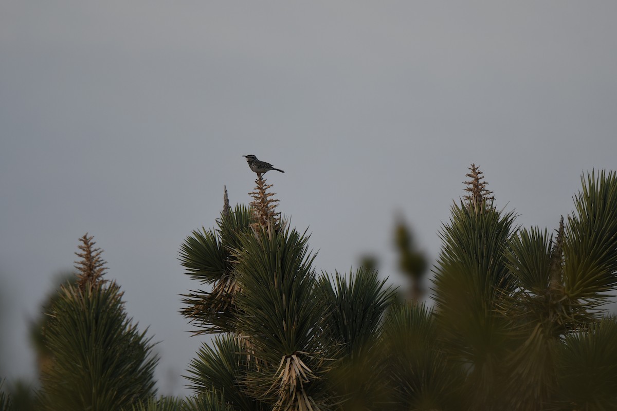 Cactus Wren - ML99473021