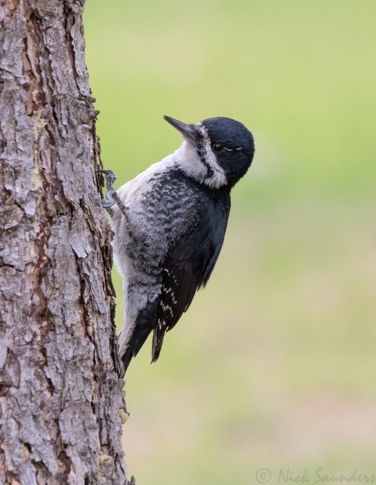 Black-backed Woodpecker - ML99473301