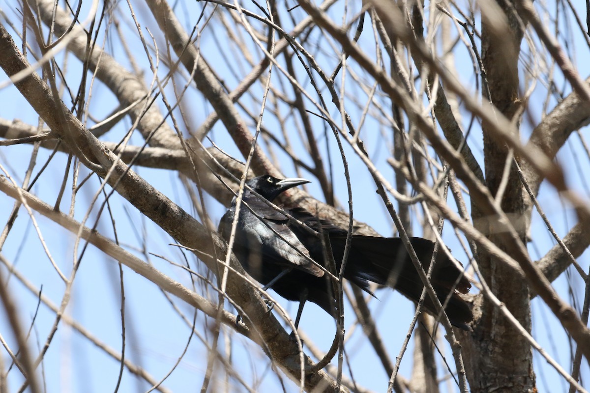 Great-tailed Grackle - ML99474271