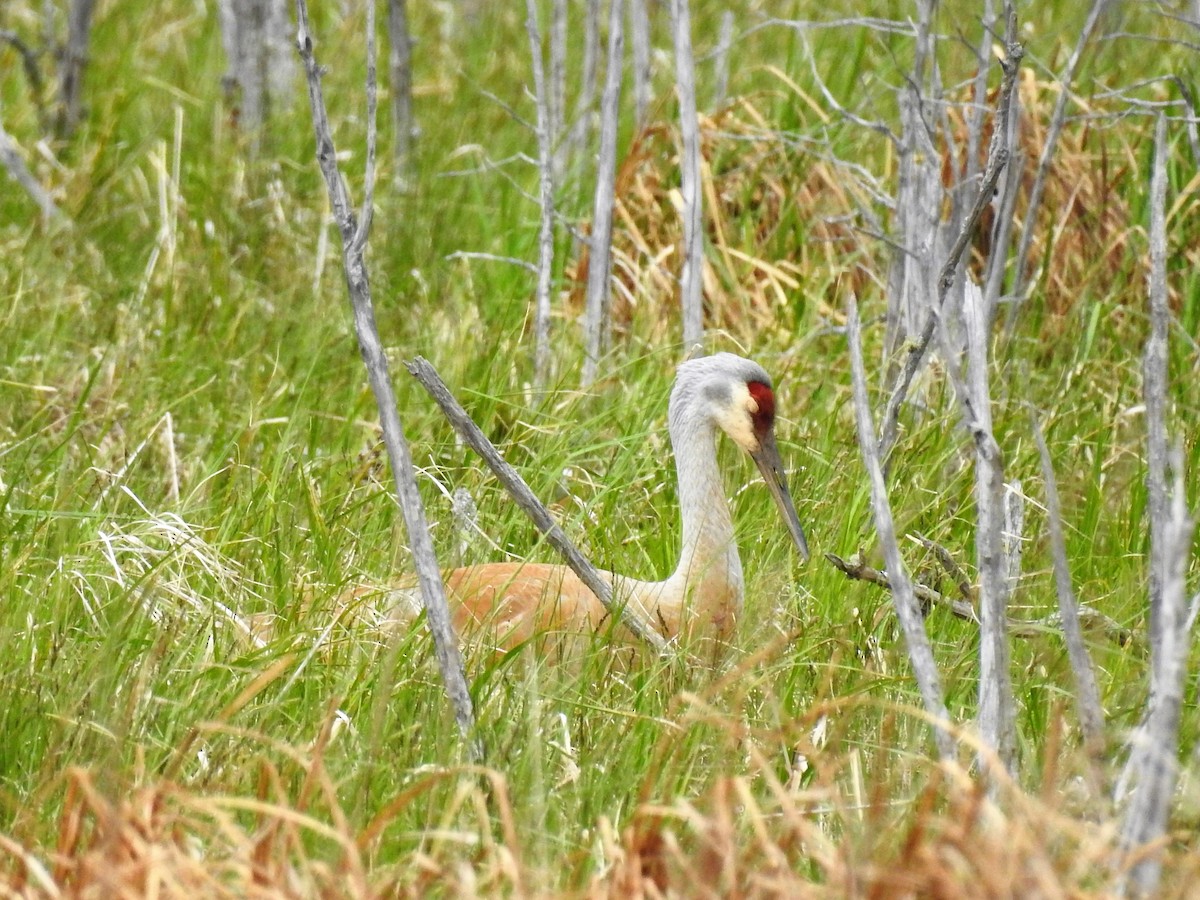 Sandhill Crane - Stephane Demers