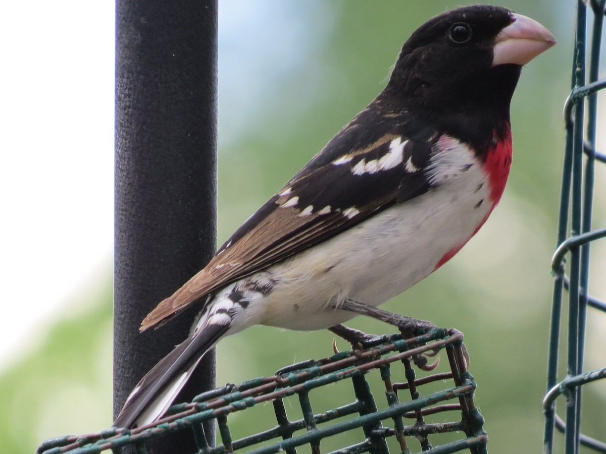 Rose-breasted Grosbeak - Kevin Keirn