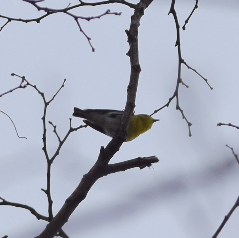 Yellow-throated Vireo - Manuel Morales
