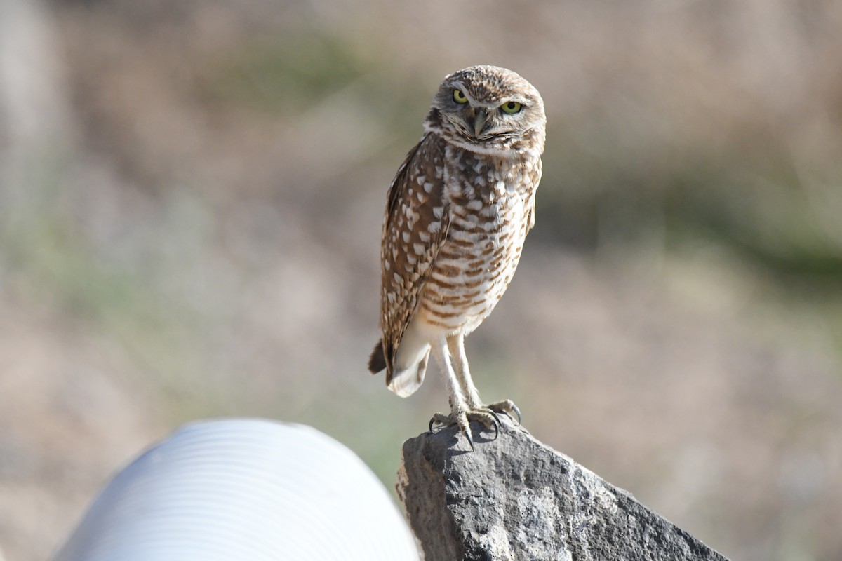 Burrowing Owl - Sara Raj