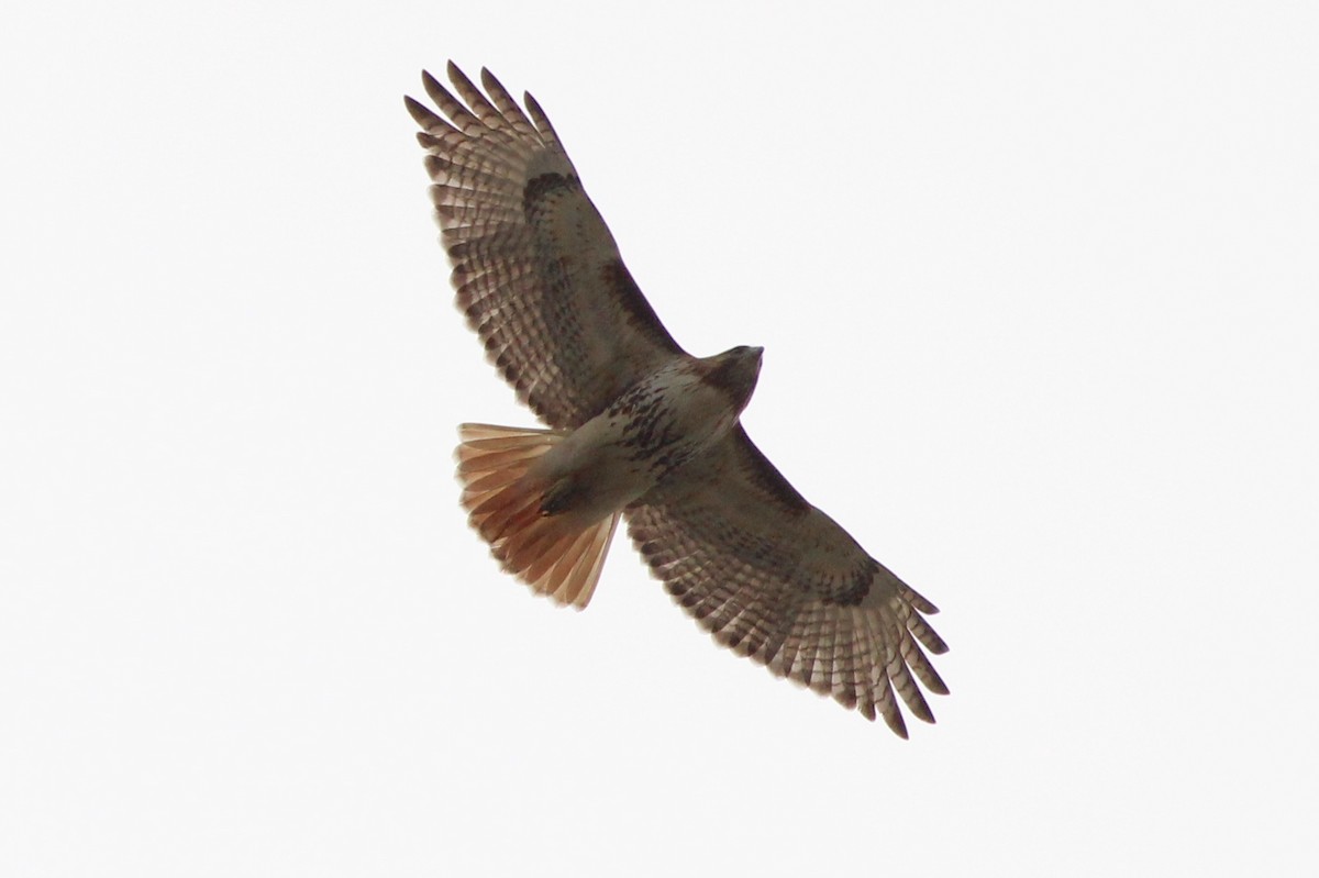 Red-tailed Hawk (borealis) - ML99479731