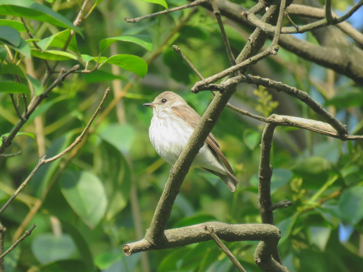 Asian Brown Flycatcher - ML99479831