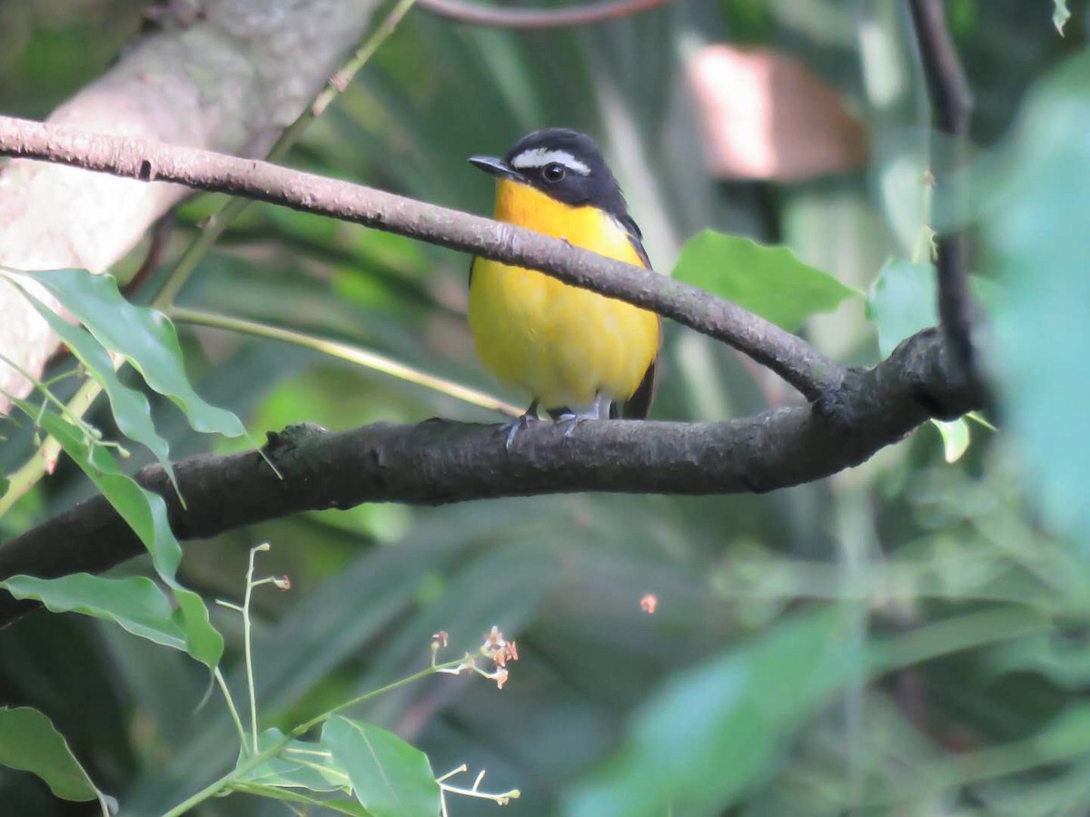 Yellow-rumped Flycatcher - ML99479841