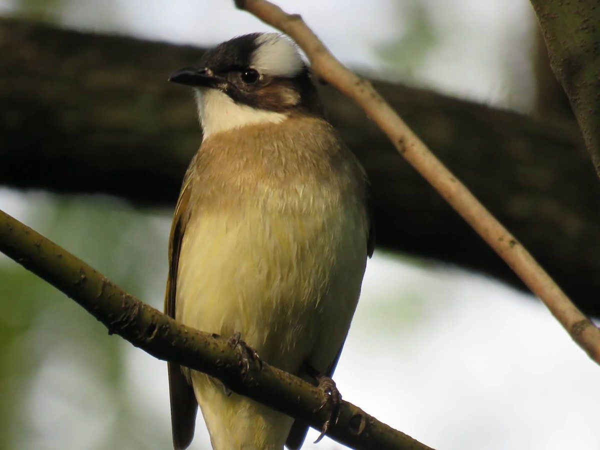 Light-vented Bulbul (sinensis) - ML99479871