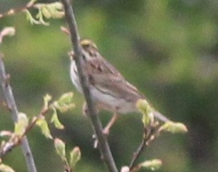 Savannah Sparrow (Savannah) - ML99480061