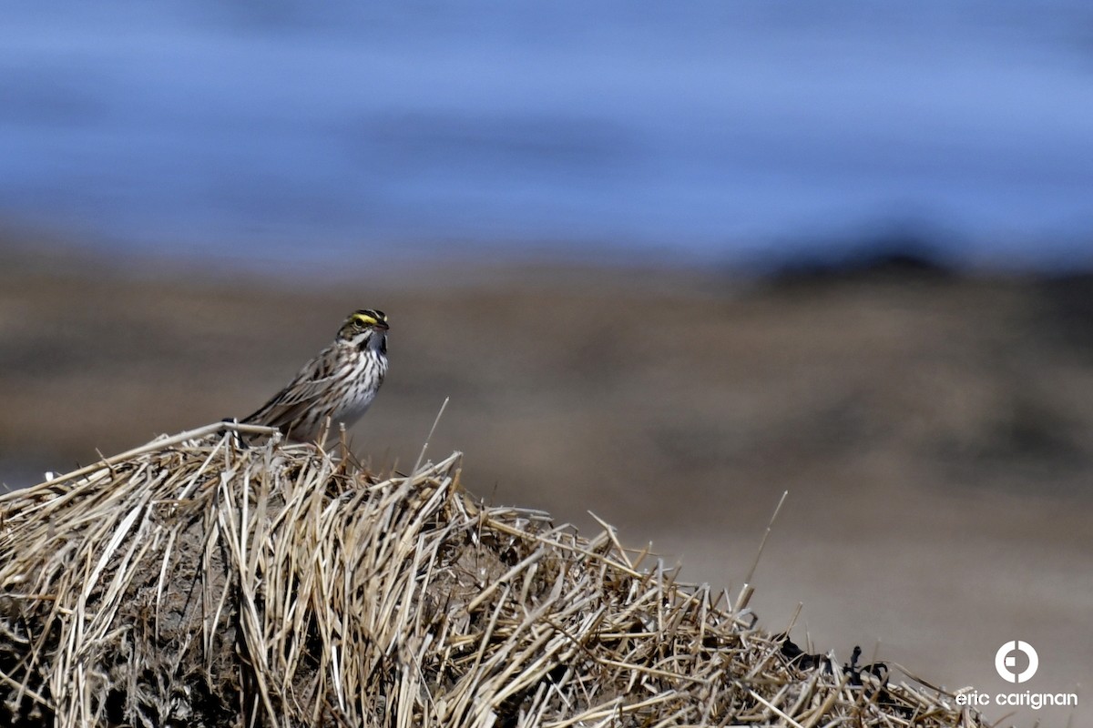 Savannah Sparrow - ML99480341