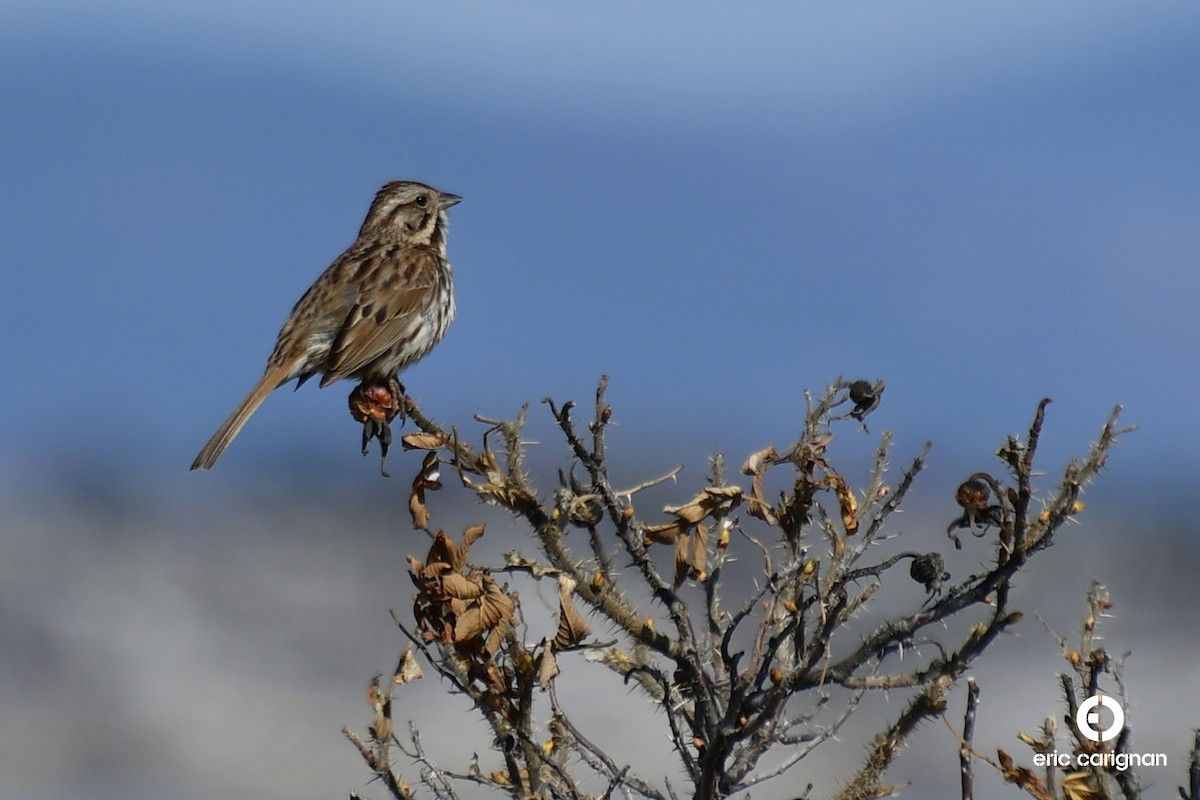 Song Sparrow - ML99480381