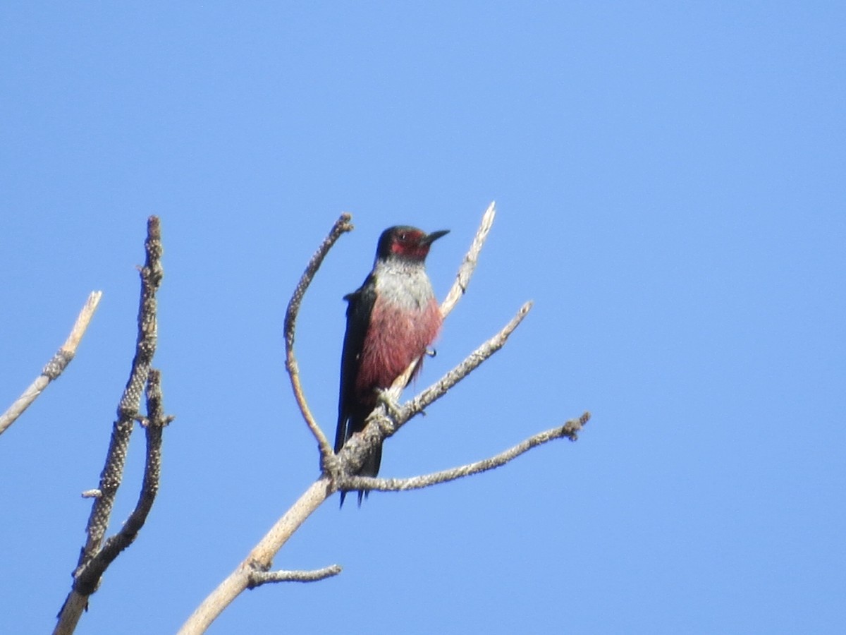 Lewis's Woodpecker - ML99481741