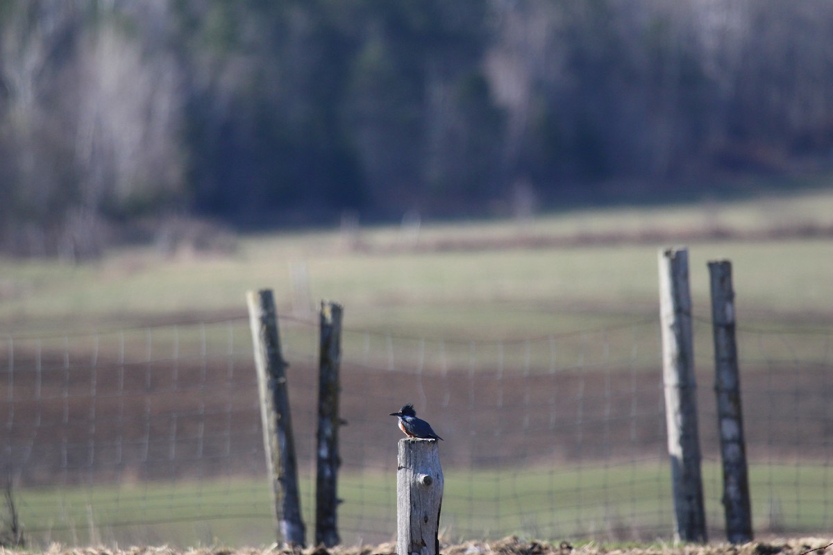 Belted Kingfisher - ML99481901
