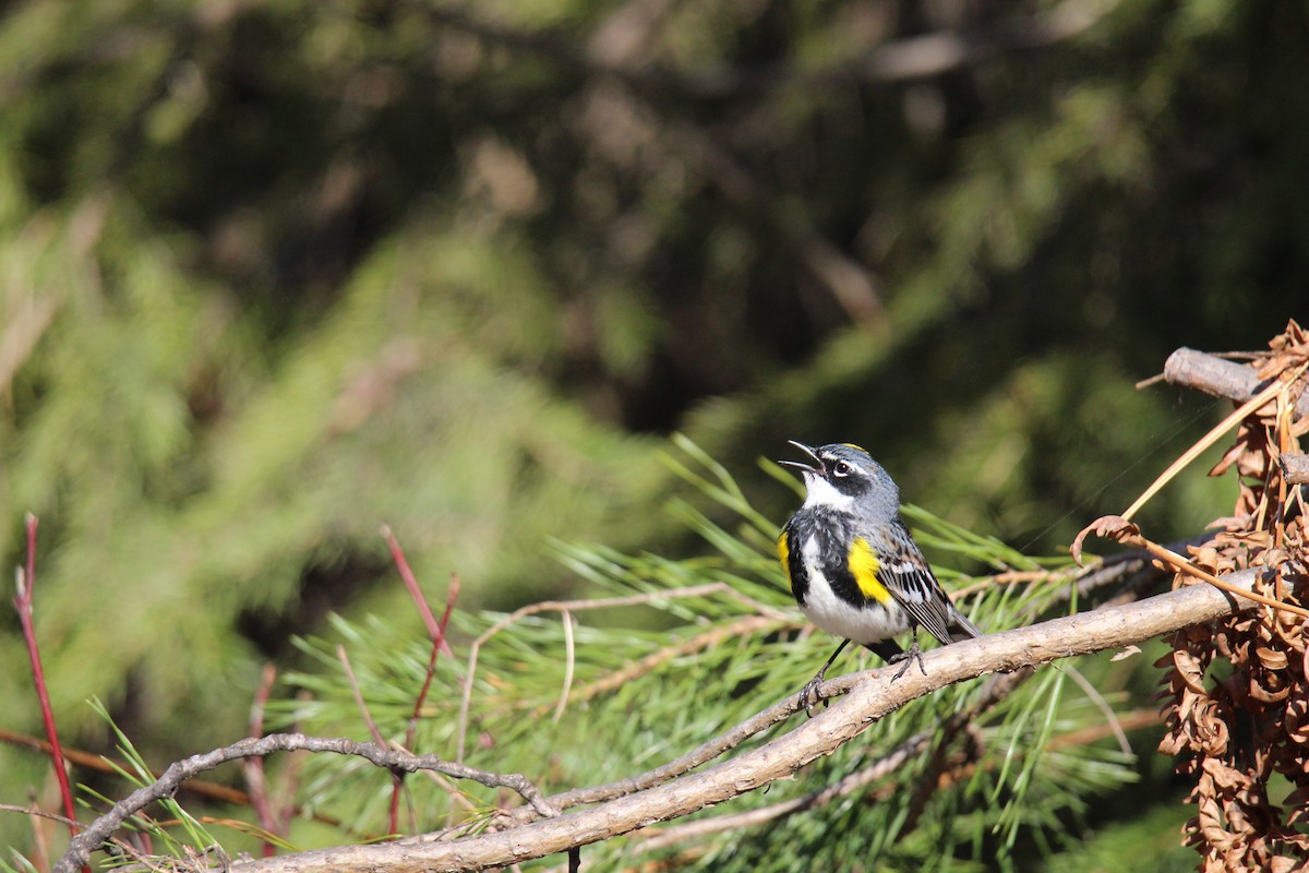 Yellow-rumped Warbler - Sylvain Lépine