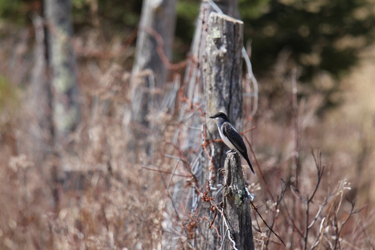 Eastern Kingbird - ML99482211