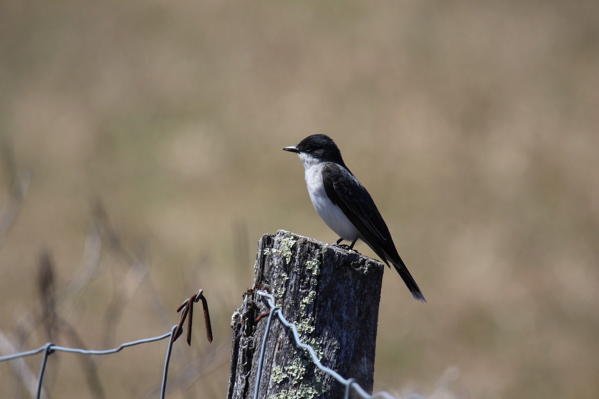 Eastern Kingbird - ML99482271