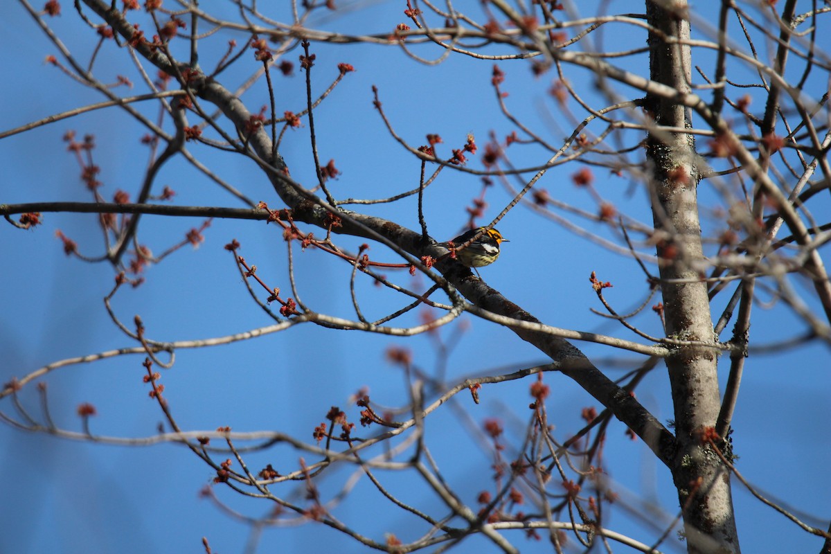 Blackburnian Warbler - Sylvain Lépine