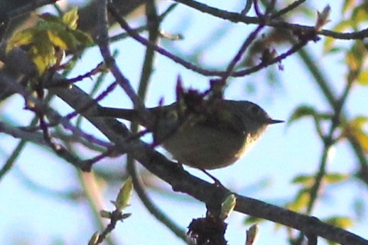 Ruby-crowned Kinglet - ML99484831