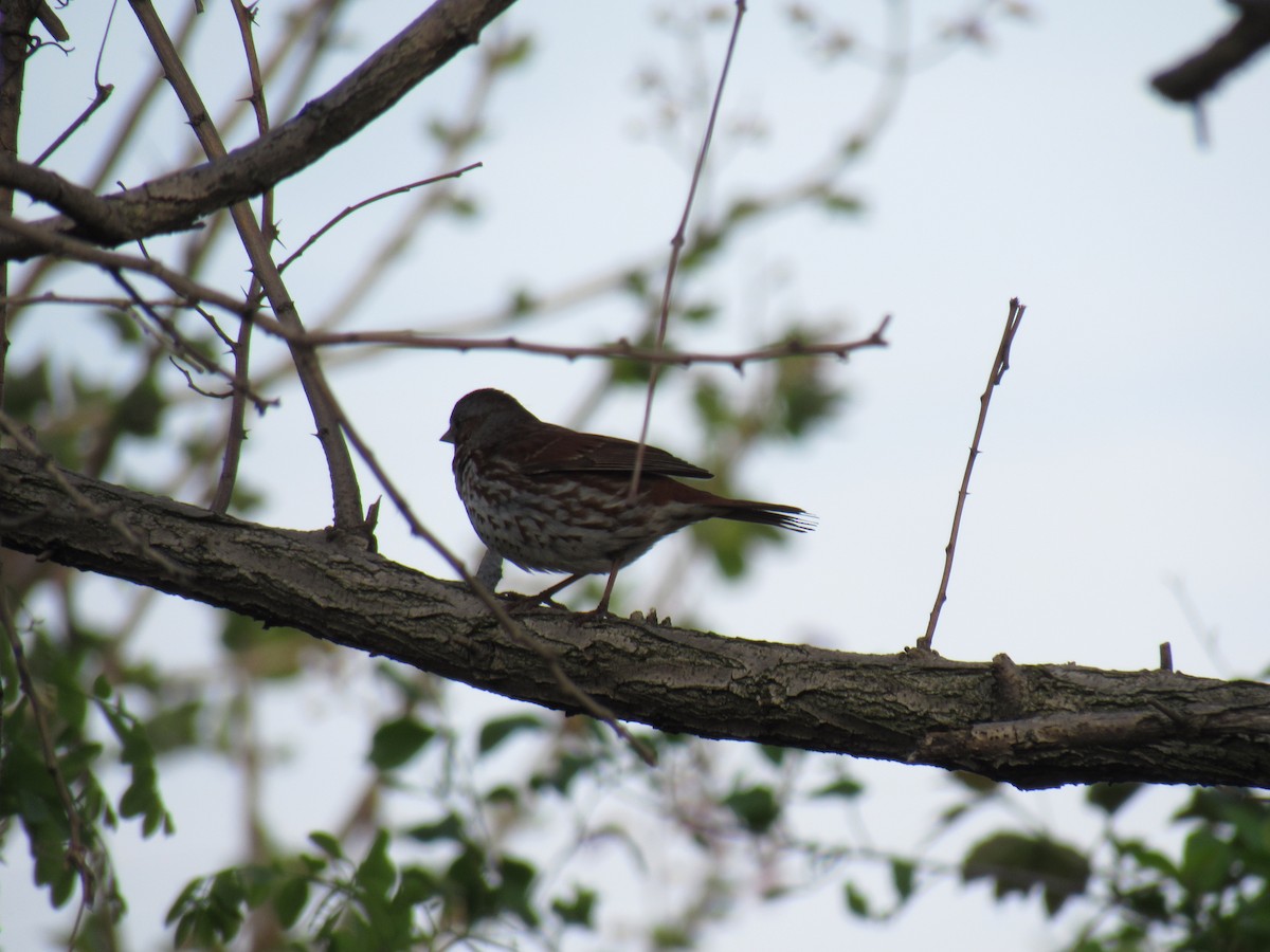 Fox Sparrow - ML99485941