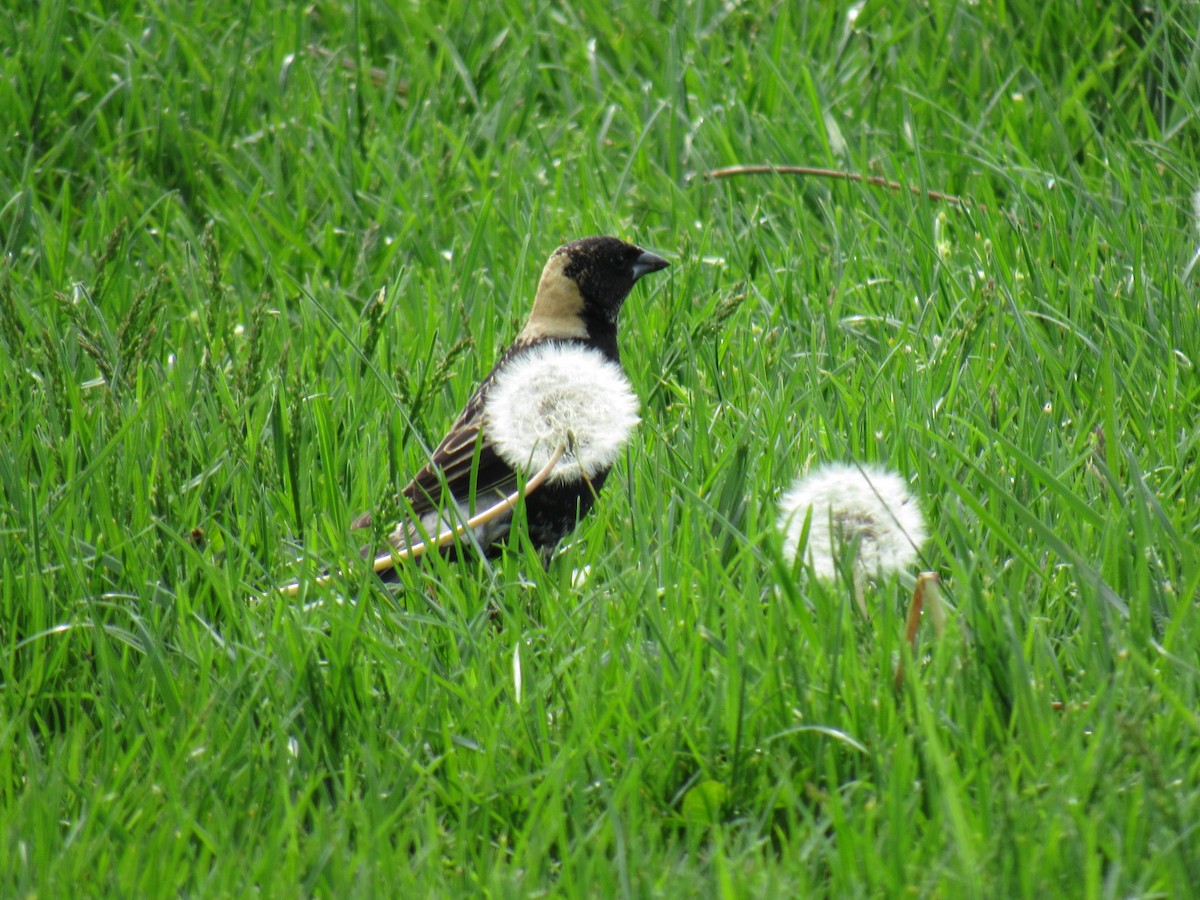 bobolink - ML99486221