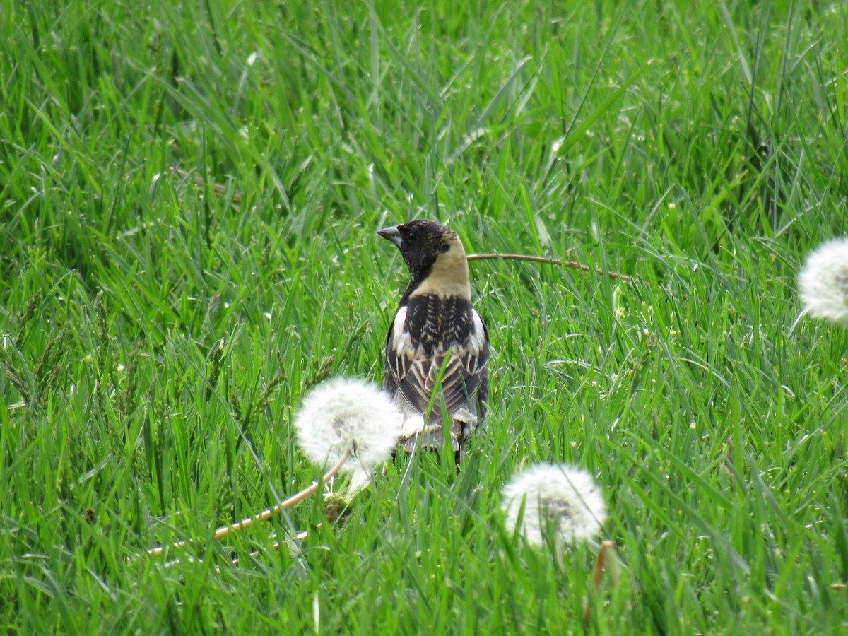 Bobolink - ML99486241