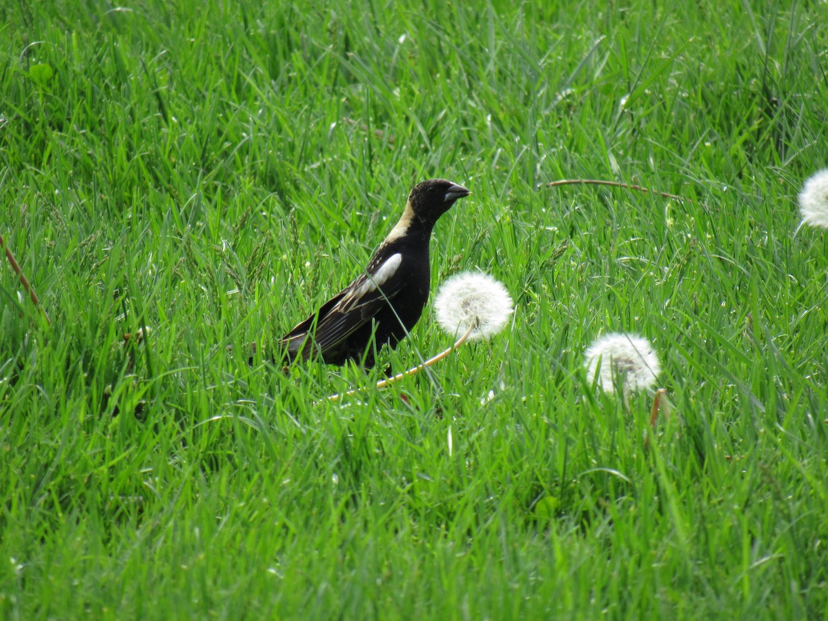 bobolink - ML99486251