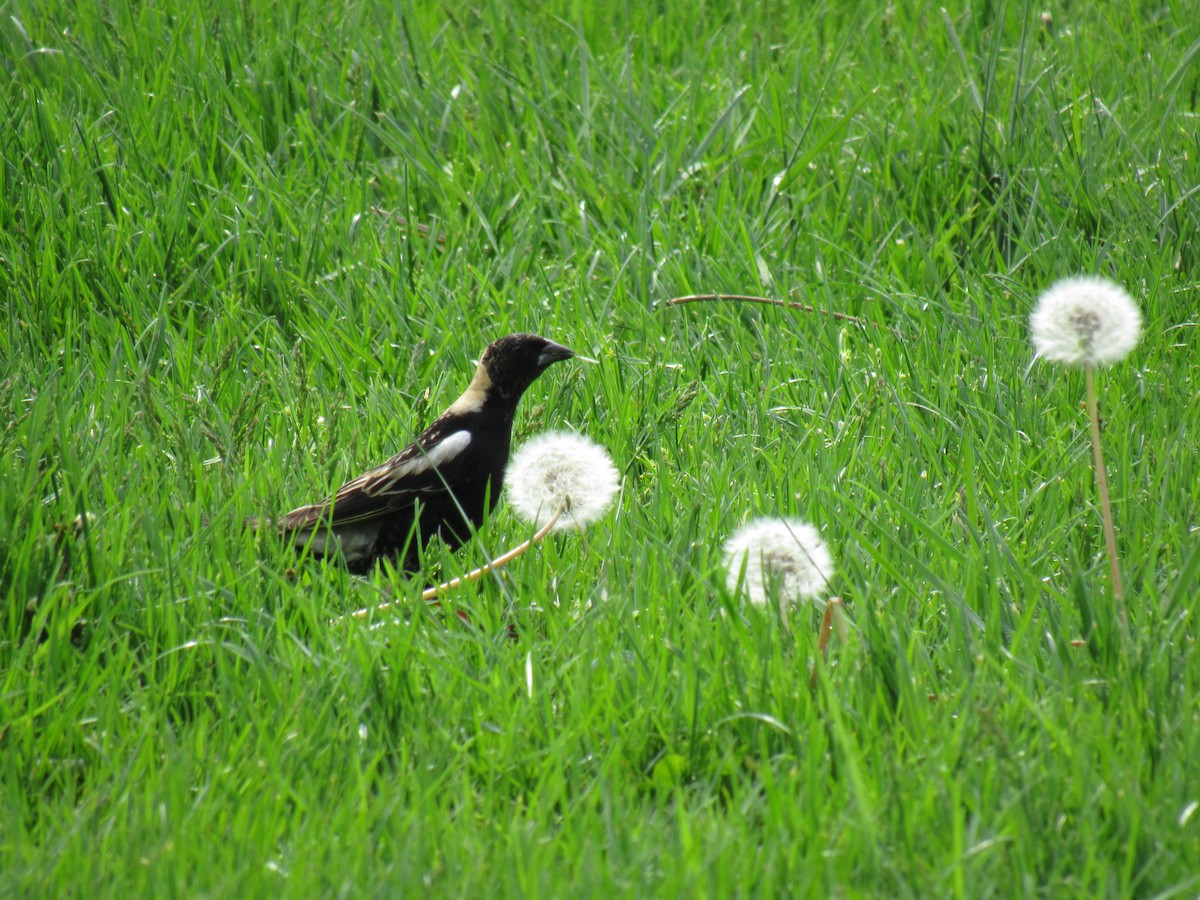 Bobolink - ML99486261