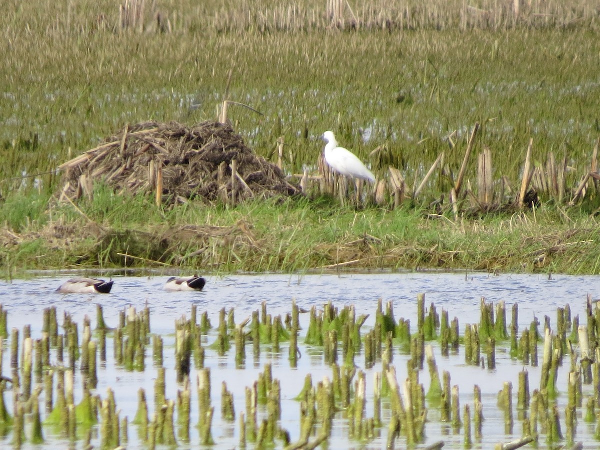 Snowy Egret - ML99486471