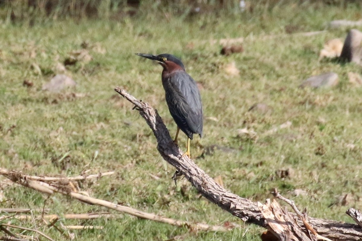 Green Heron - Lindsay Story