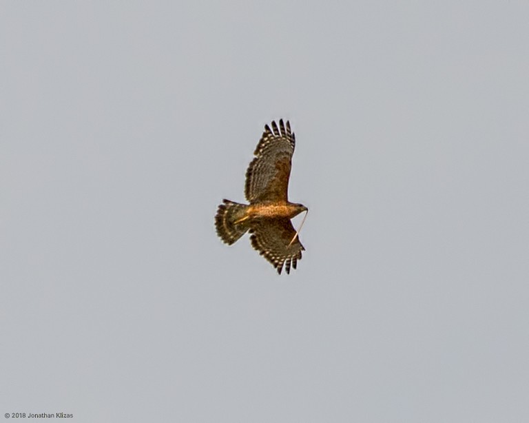 Red-shouldered Hawk - ML99488331