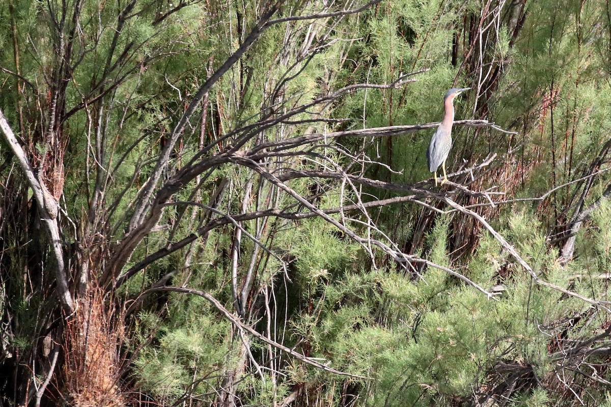 Green Heron - Lindsay Story