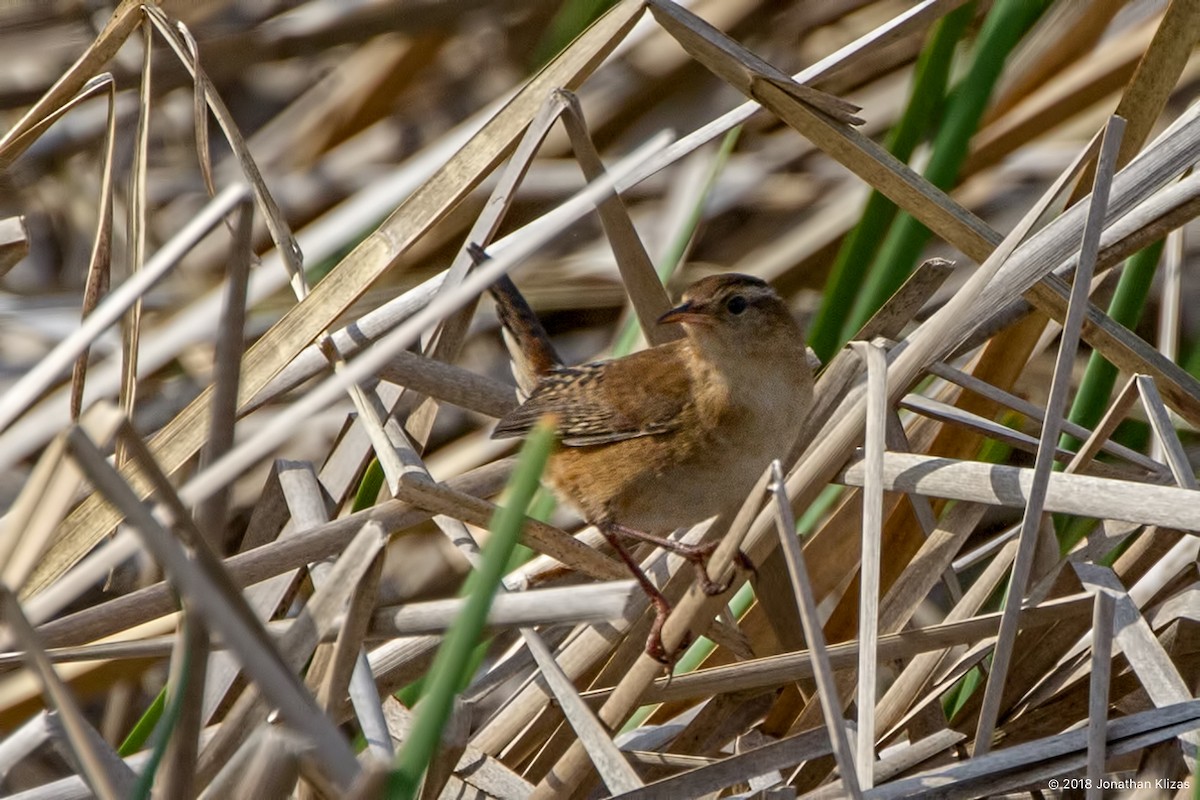 Marsh Wren - ML99488671