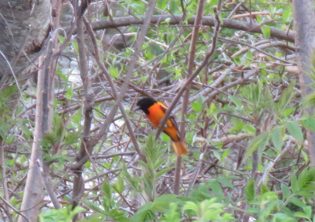 Baltimore Oriole - ML99491491
