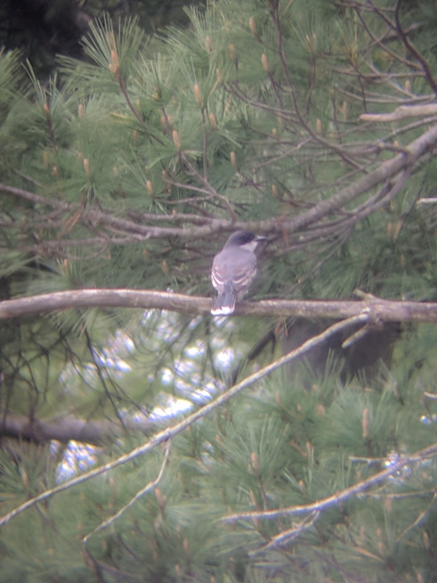 Eastern Kingbird - ML99491781