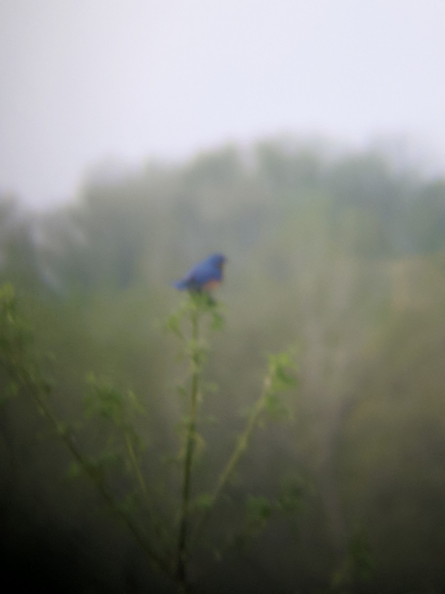 Eastern Bluebird - ML99491831