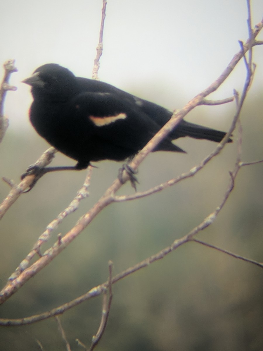 Red-winged Blackbird - ML99492011