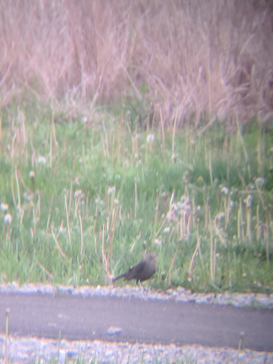 Brown-headed Cowbird - ML99492141