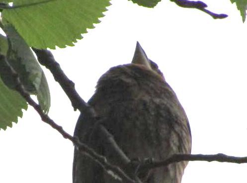 Blue Grosbeak - ML99496191