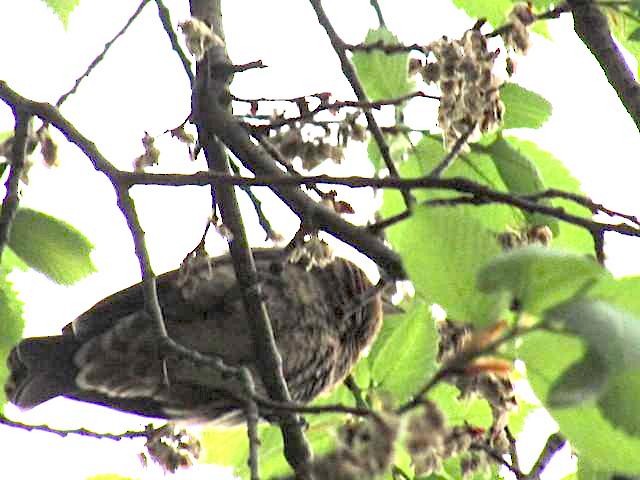 Blue Grosbeak - Ryan Serio