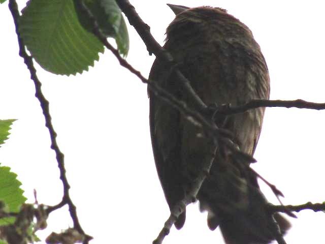 Blue Grosbeak - Ryan Serio