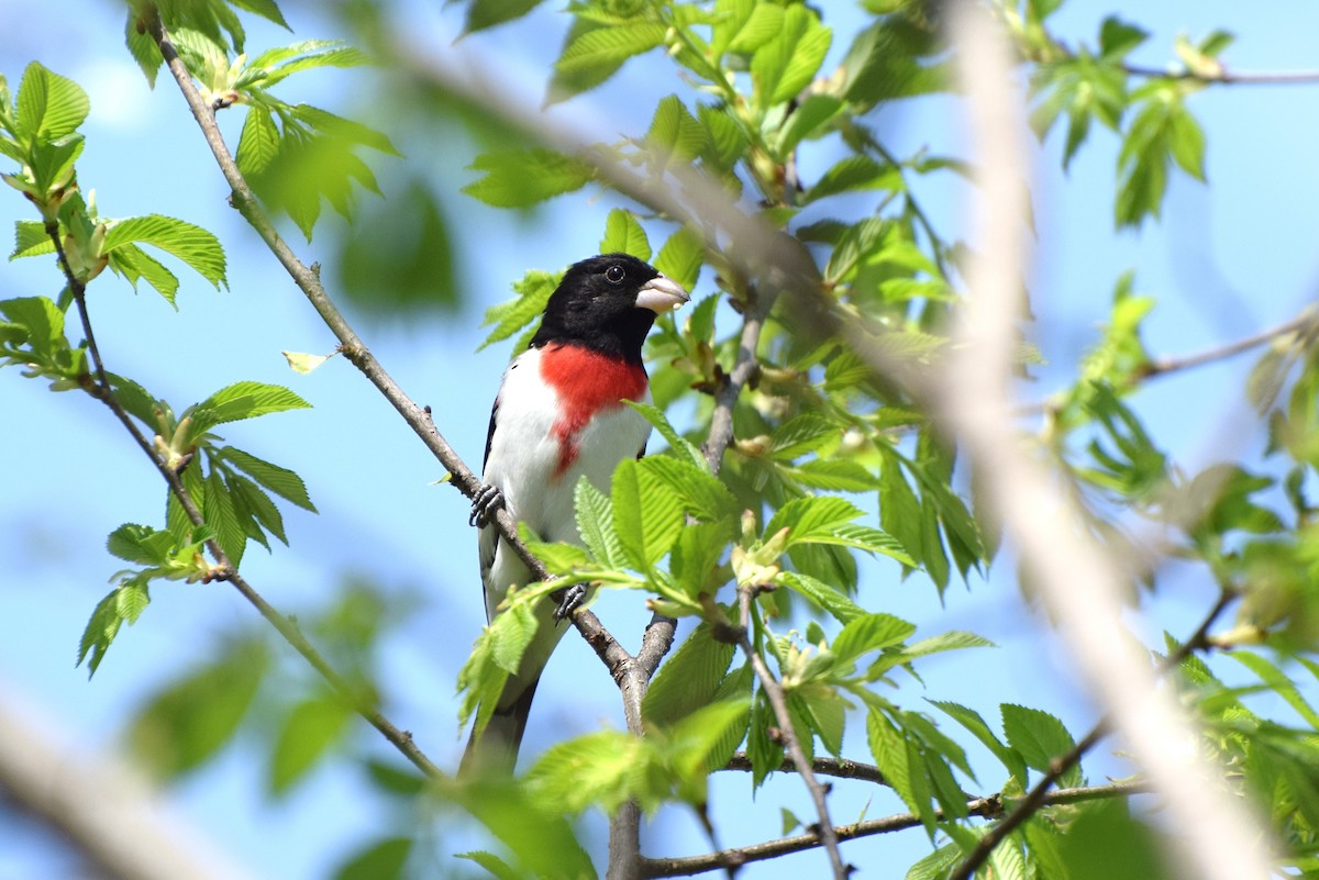 Rose-breasted Grosbeak - ML99496541