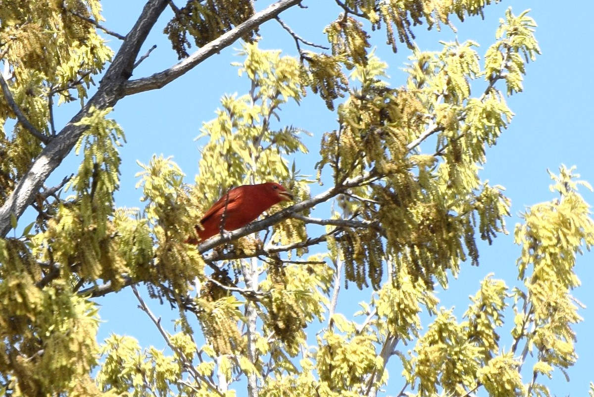 Summer Tanager - irina shulgina