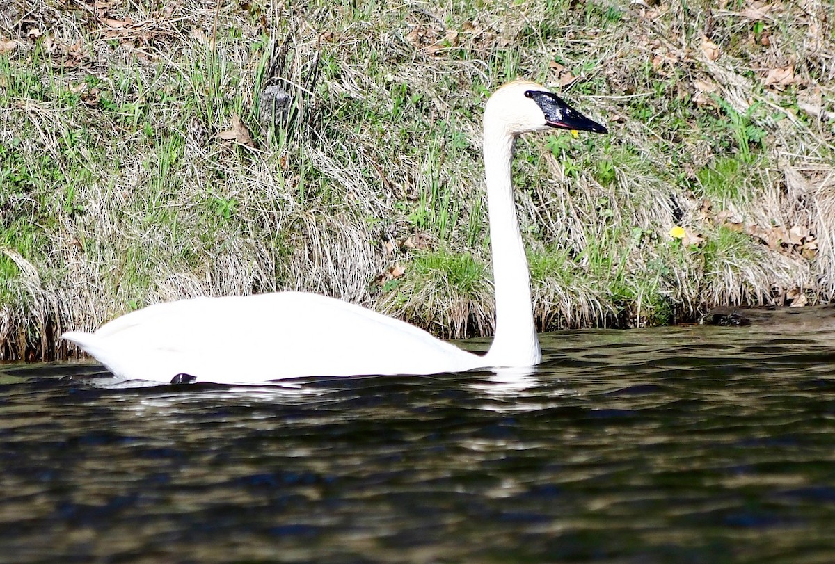 Cygne trompette - ML99497131