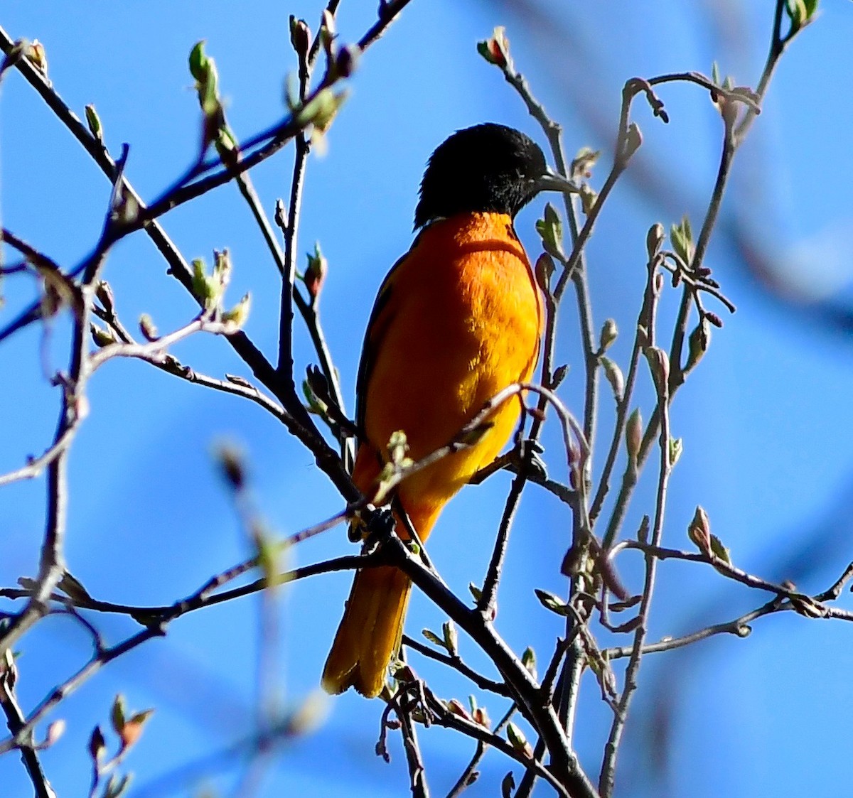 Baltimore Oriole - ML99497181