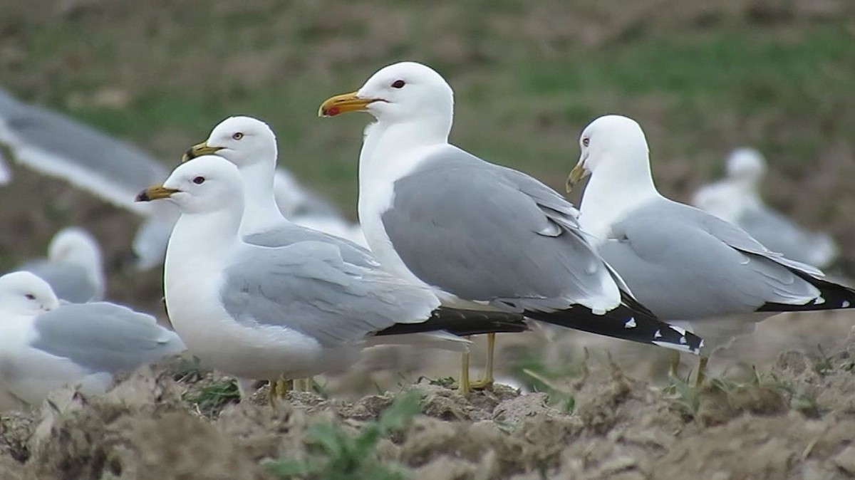 California Gull - shawn richmond