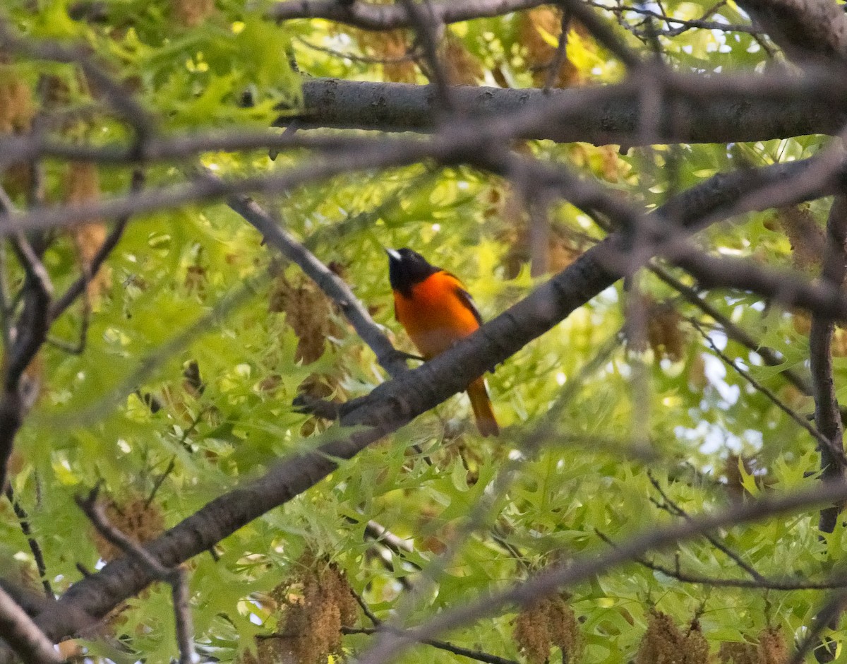 Baltimore Oriole - ML99500871