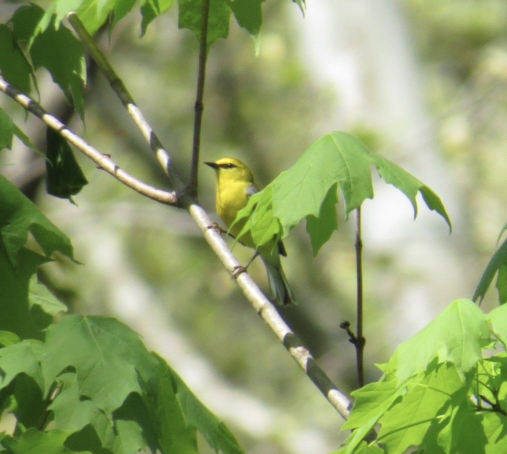 Blue-winged Warbler - Randy Wilson