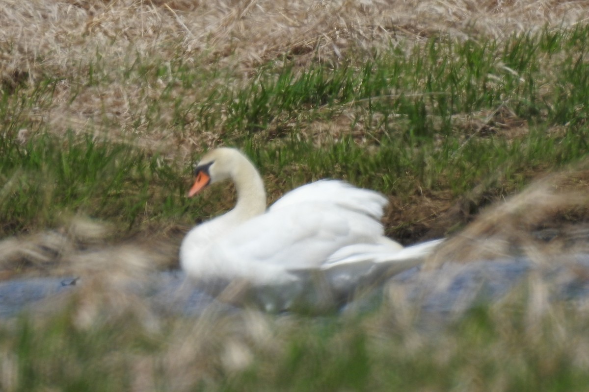 Mute Swan - ML99501871