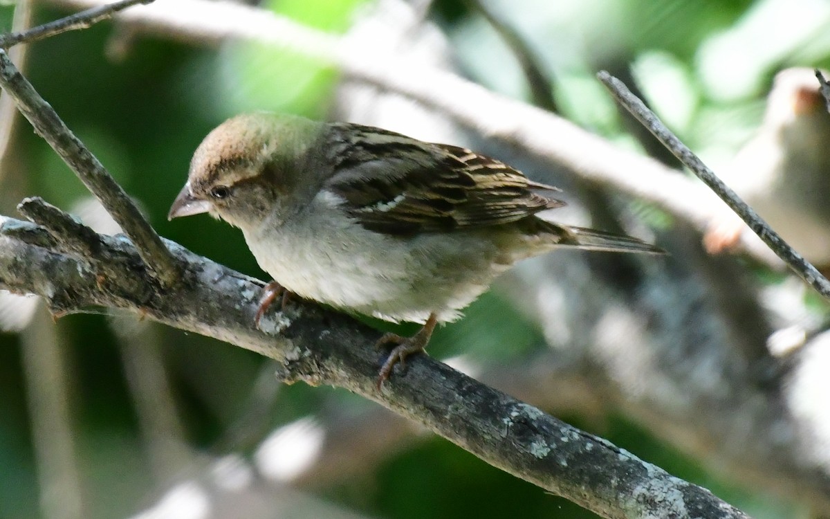 House Sparrow - James Bozeman